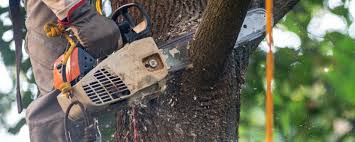 How Our Tree Care Process Works  in  Fort Carson, CO